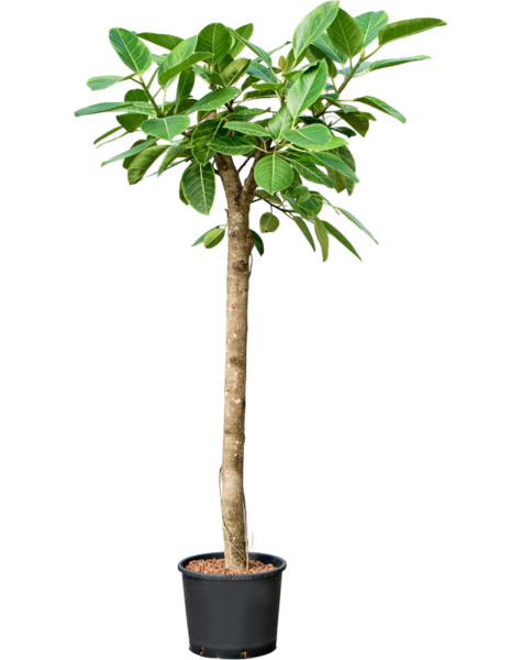 Hydroplant Ficus