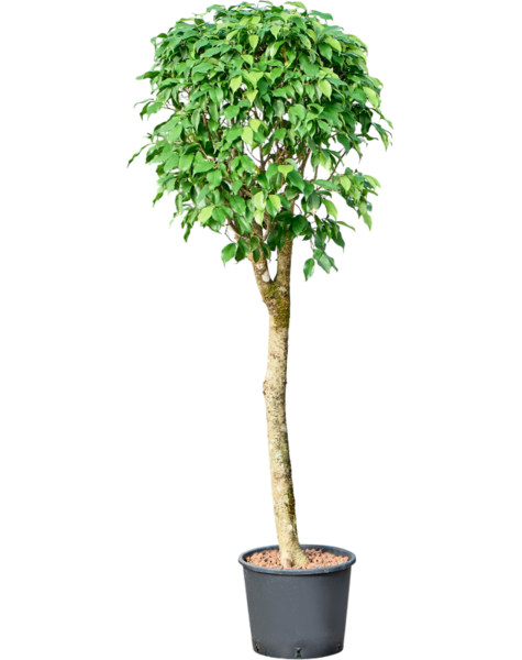 Hydroplant Ficus