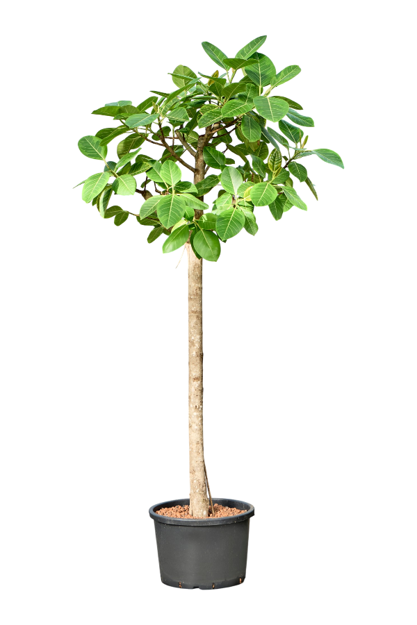 Hydroplant Ficus Altissima