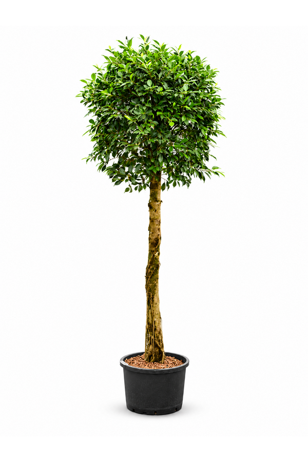 Hydroplant Ficus Microcarpa ‘Nitida’
