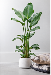 Strelitzia Nicolai L