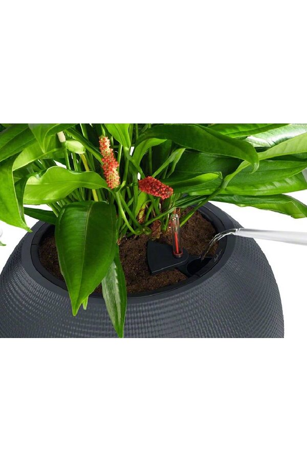 Vetplant in Zelfwatergevende Trend