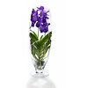 Vanda paars in champagne vaas