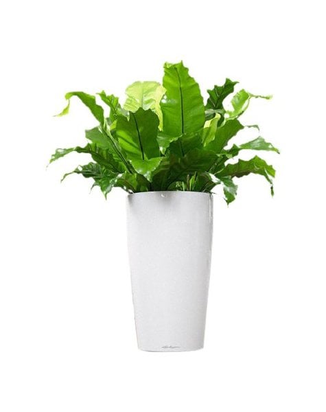 Lechuza Asplenium