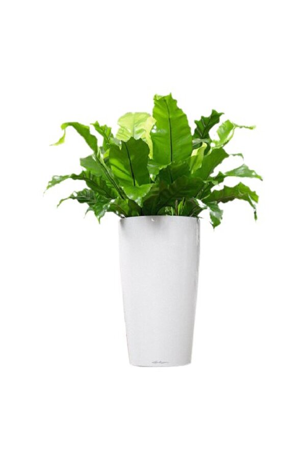 Asplenium in Zelfwatergevende Rondo