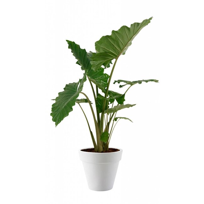 Alocasia Portadora in Pure Round