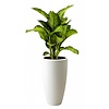 Dieffenbachia Maroba in Pure Soft