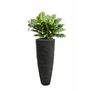 Aglaonema in Polystone pot