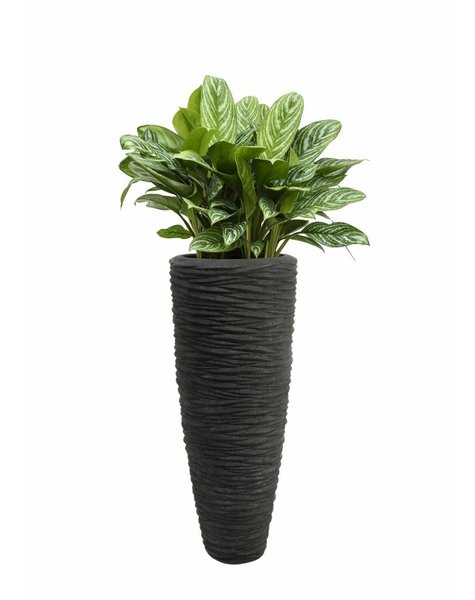 Aglaonema