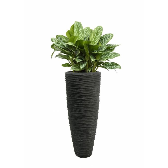 Aglaonema in Polystone pot