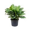 Aglaonema in Polystone pot