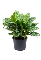 Aglaonema in Polystone pot