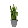 Sansevieria in Claire