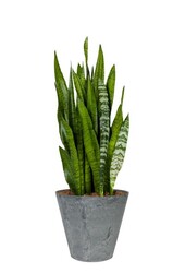 Sansevieria in Claire