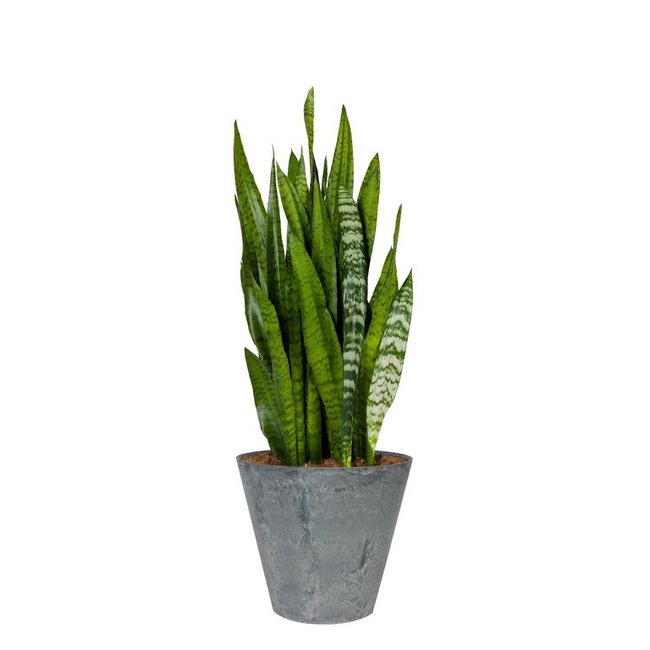 Sansevieria in Claire