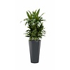 Dracaena Janet in antraciete Runner