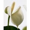 Anthurium White Champion M