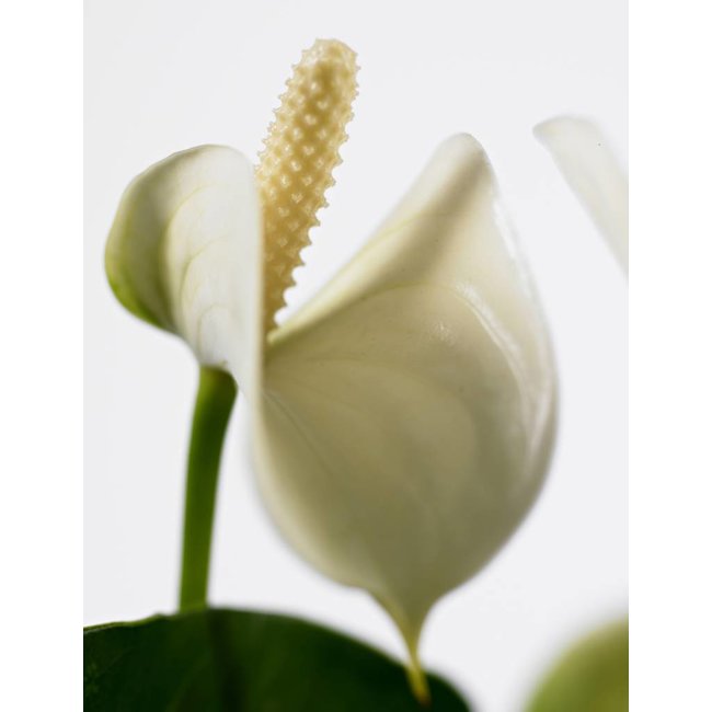 Anthurium White Champion M