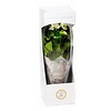 Anthurium White Champion in vaas L