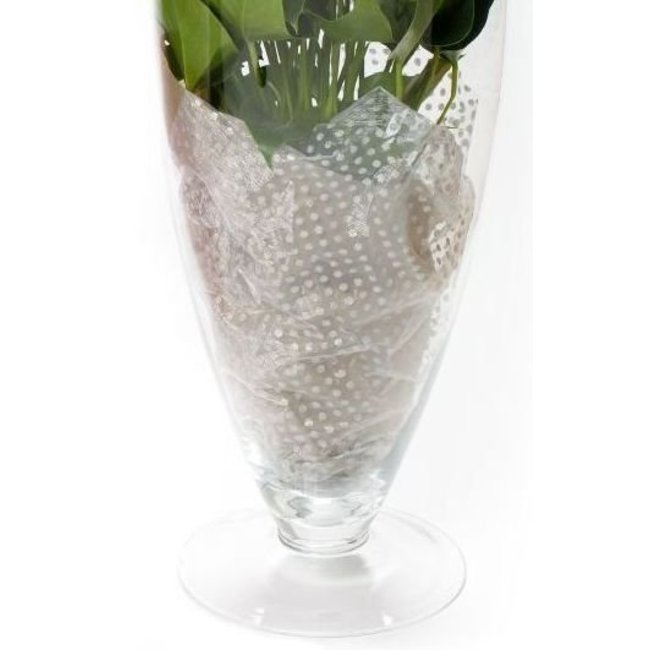 Anthurium White Champion in vaas L