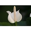 Anthurium White Champion in vaas L