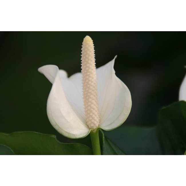 Anthurium White Champion L