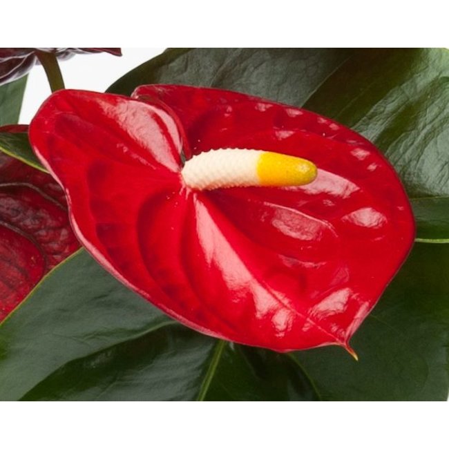 Anthurium Royal Red S