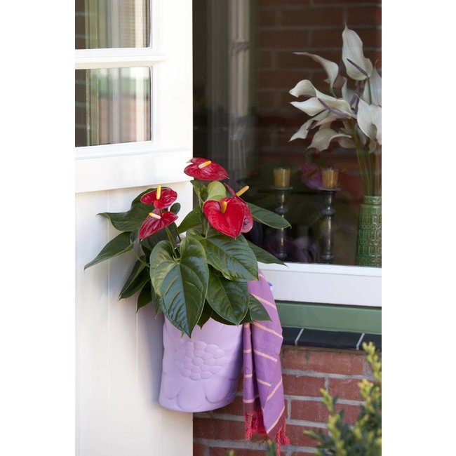 Anthurium Royal Red S