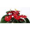 Anthurium Royal Red M