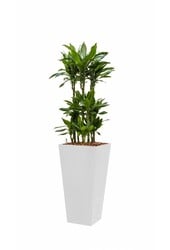 Dracaena Janet in Zelfwatergevende Runner