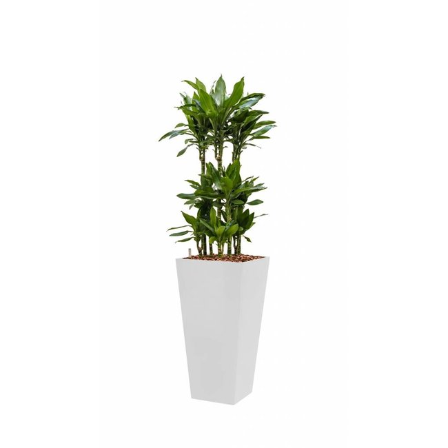 Dracaena Janet in Zelfwatergevende Runner