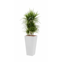 Hydroplant Dracaena