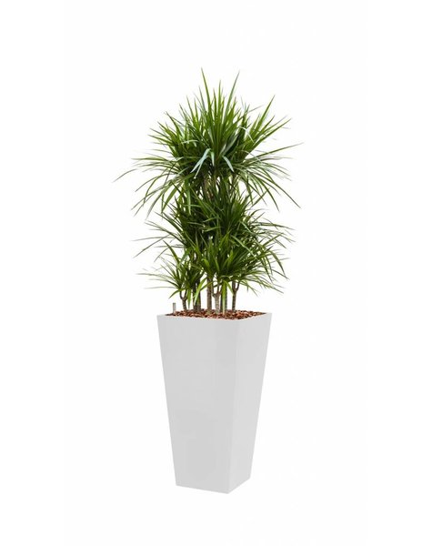 Hydroplant Dracaena