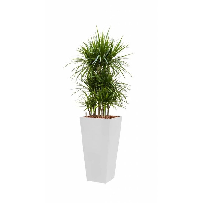 Dracaena marginata in witte zelfwatergevende Runner