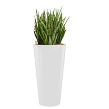 Hydroplant Sansevieria