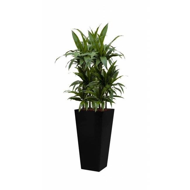 Dracaena Janet in zwarte zelfwatergevende ronde Runner