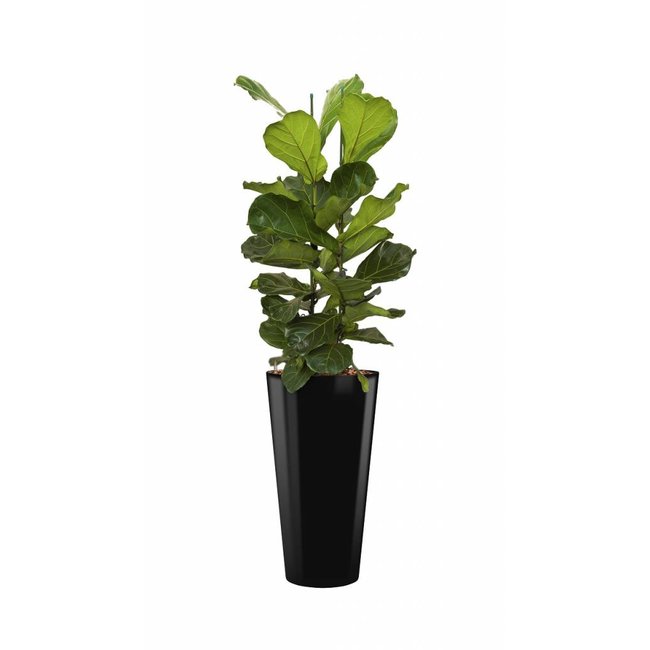 Hydroplant Ficus Vioolblad in zwarte zelfwatergevende Runner