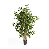 Dracaena  drakenbloedboom kunstplant