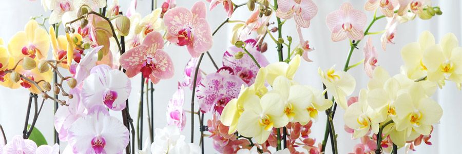 De woonplant van november is de bijzondere orchidee