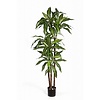 Dracaena kunstplant