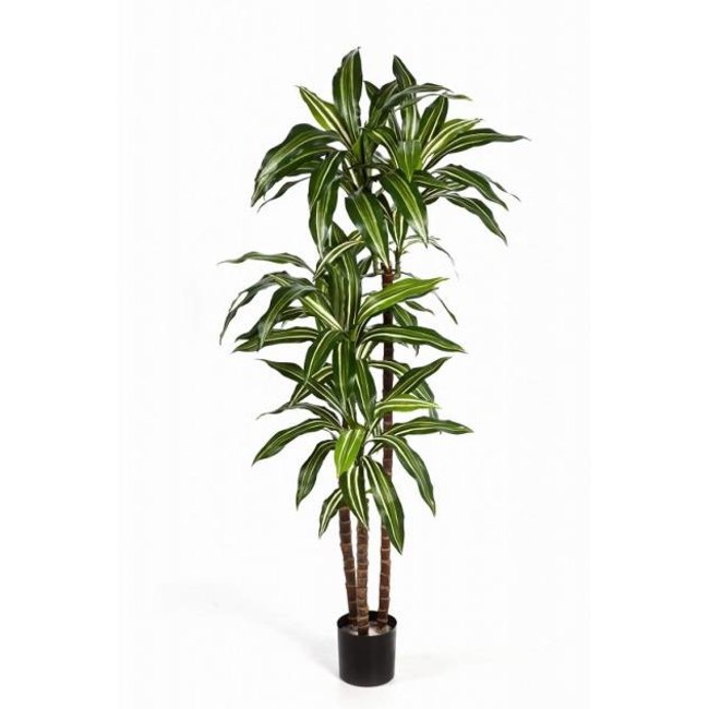 Dracaena kunstplant