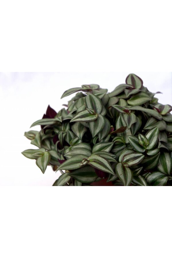 Vaderplant Red