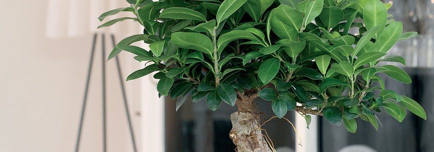 Ficus is woonplant van de maand januari