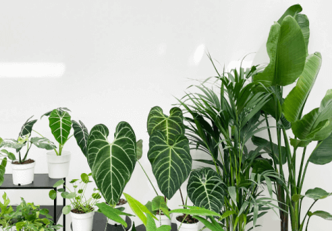 had het niet door Alarmerend Opmerkelijk Planten kopen? Mooiste kamerplanten online bestellen - Fleurdirect