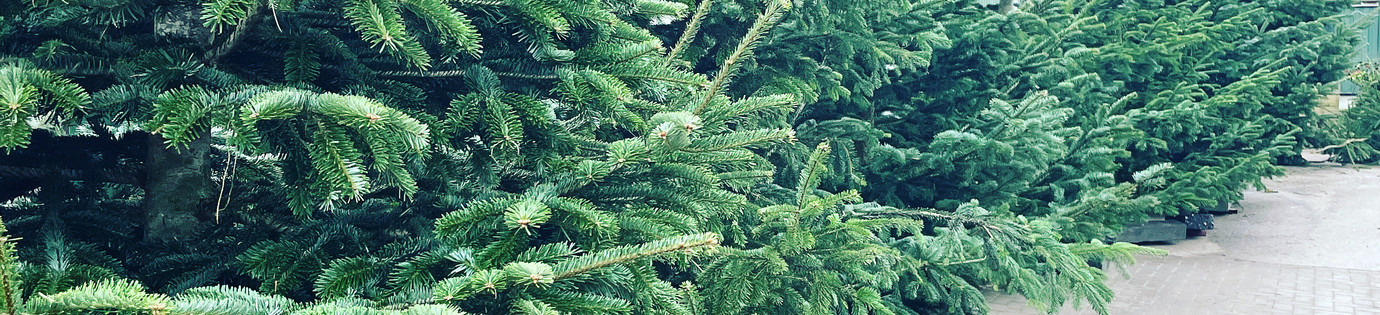 Operatie Kerstboom