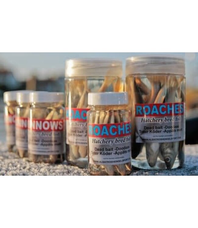 Albatros Konservierte Köderfische