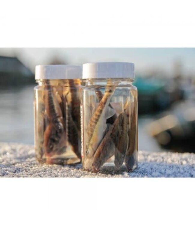 Albatros Geconserveerde Aasvisjes – Dood Aas voor Roofvis