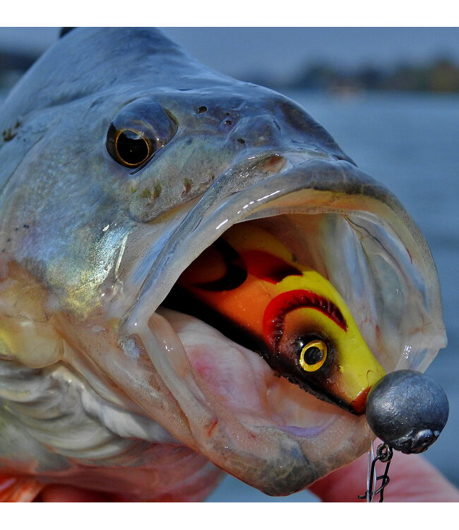 Spro Wob Shad 2.0 Re-Injected 15cm Blue Pearl