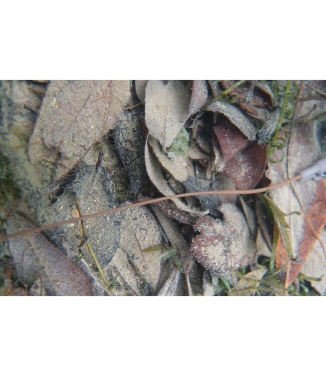 Korda Safe Zone Sinking Rig Tube (2m ) 0.75mm