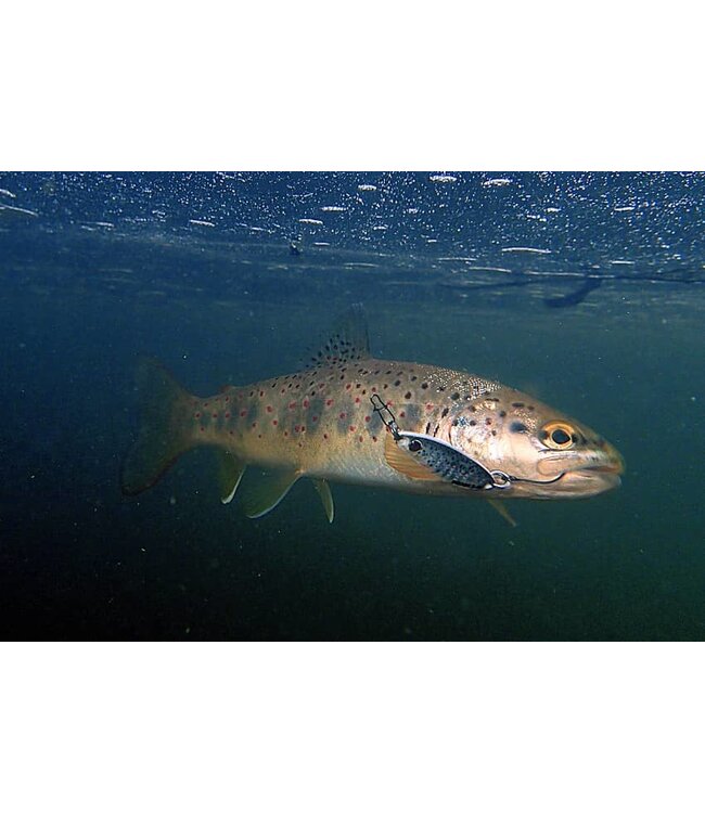 Sakura Fat Skoon Area 30mm 2.4gr